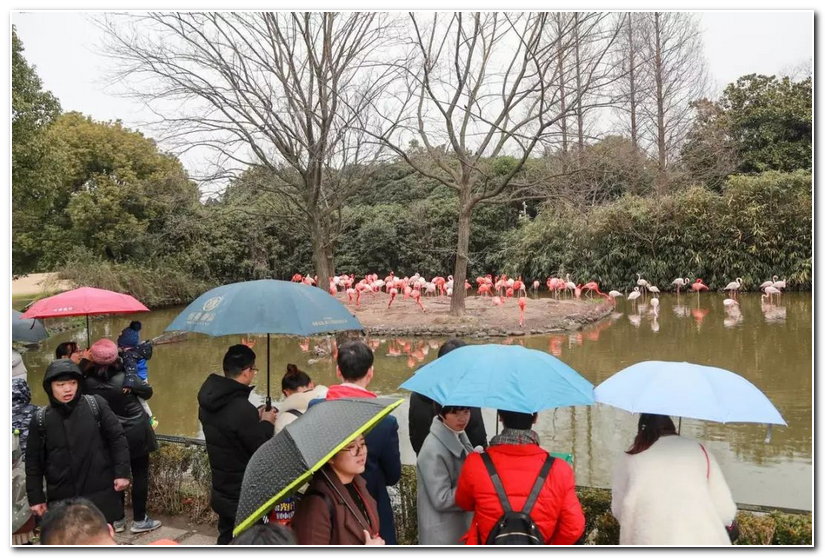 下雨时来动物园玩什么?