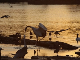 Crane Wetland
