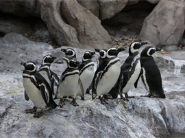 Penguin Pavilion