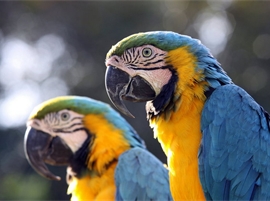 Parrot Perch