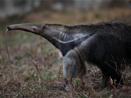 Giant Anteater House