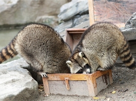 Raccoon Home
