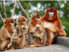 Golden Monkey Island