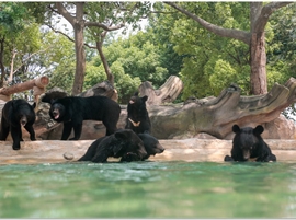 Bear Manor