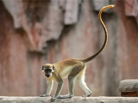 Green Monkey