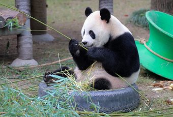 Panda Pavilion