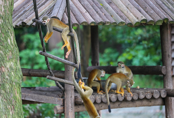 Squirrel Monkey