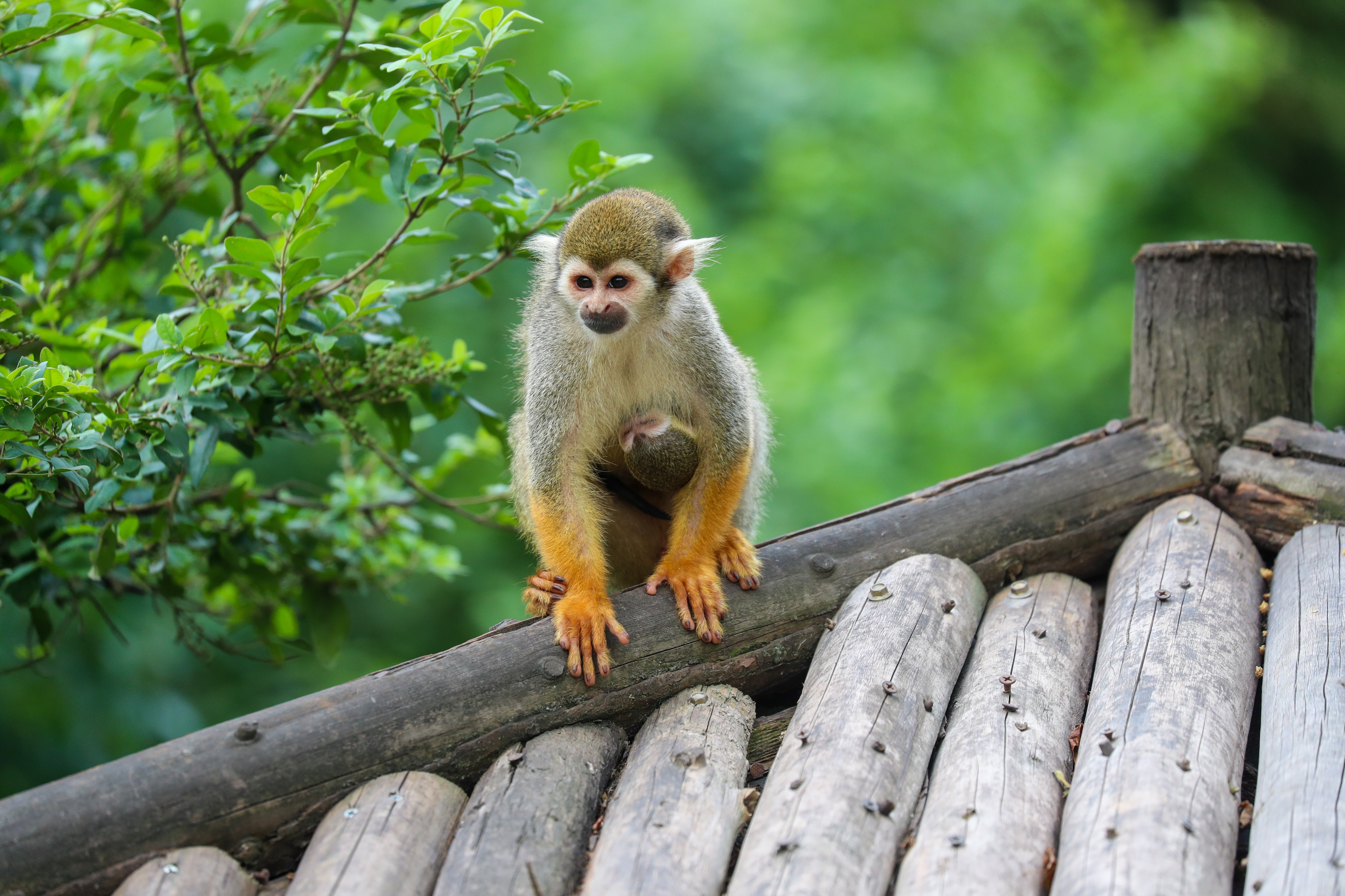 Buy squirrel hot sale monkey