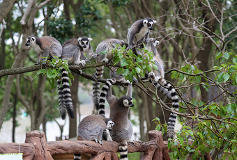 Lemur Island