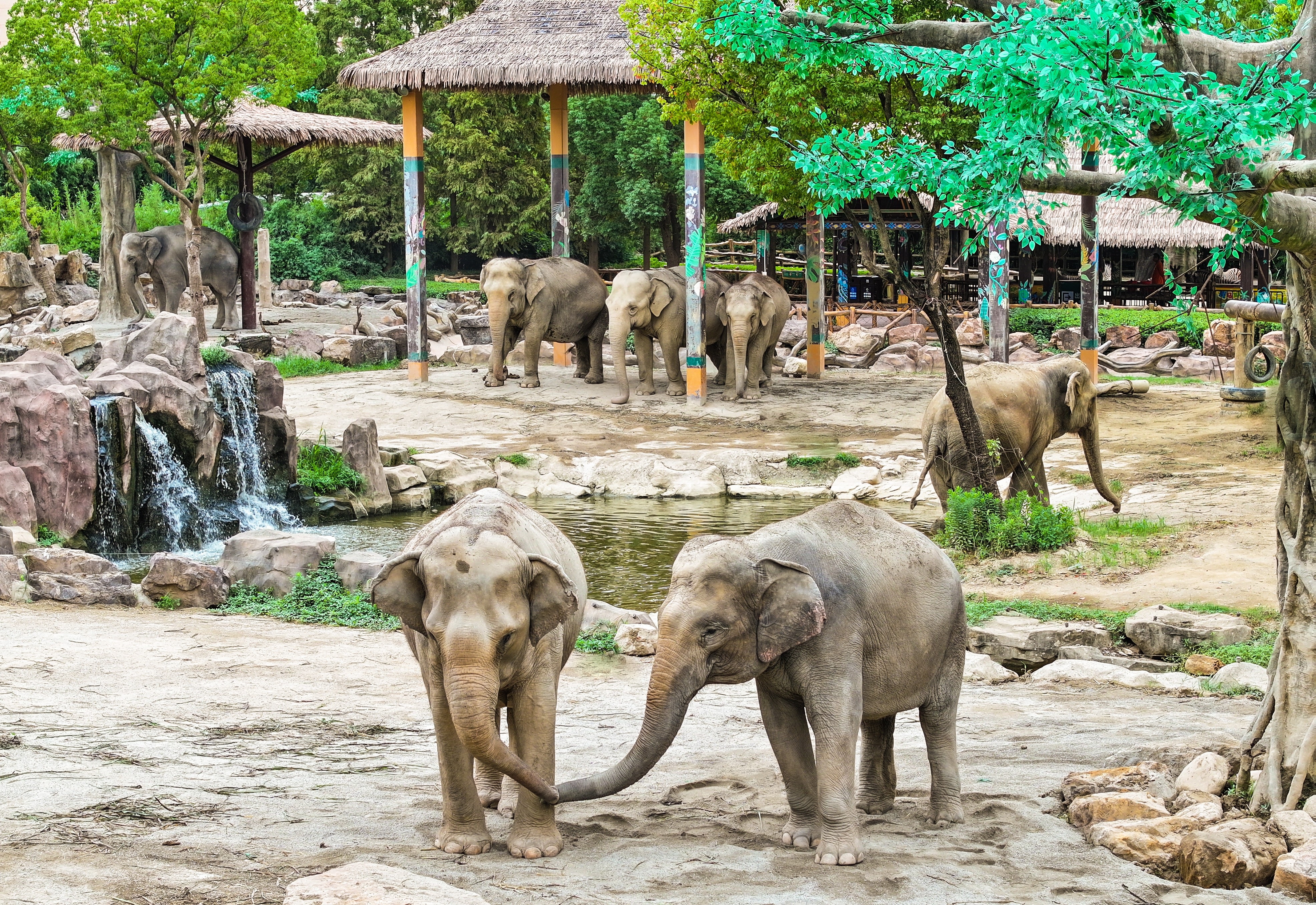 Asian Elephant Encounter